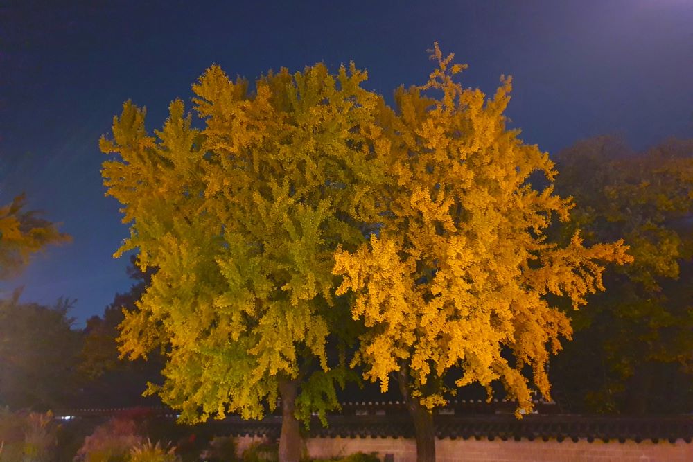 단풍으로 물든 전주 한옥마을 / 직접촬영