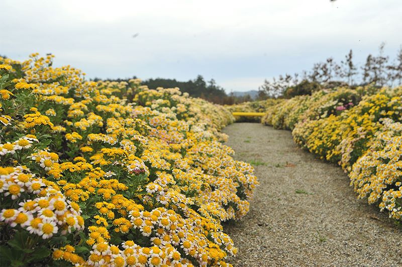 진심이 담긴 아자니아 축제 / 사진=신안군