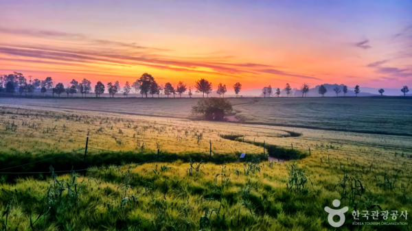 고창청보리밭 /사진제공-한국관광공사