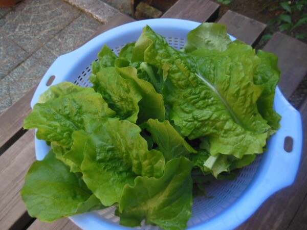 hatakede