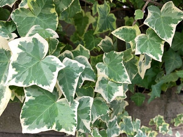 flowr