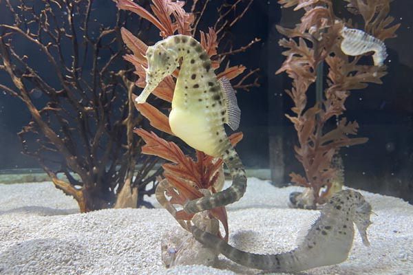 引用:国立海洋博物館