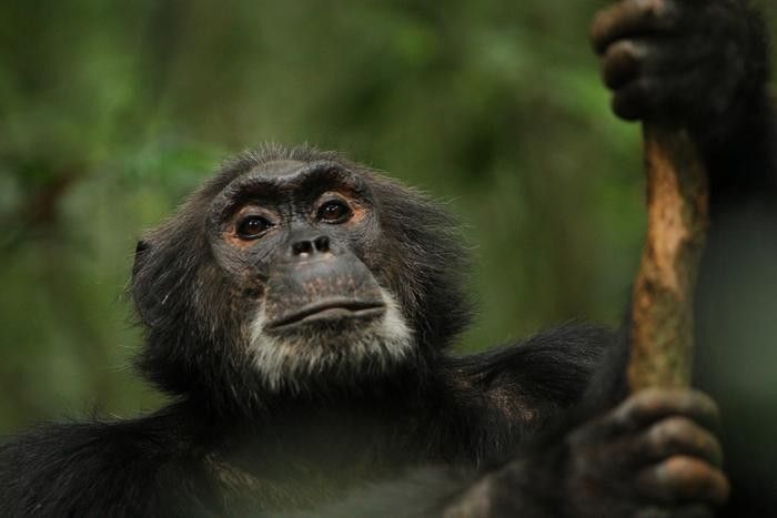 引用:Kevin Langergraber