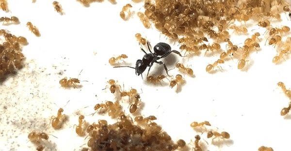 引用:Current Biology