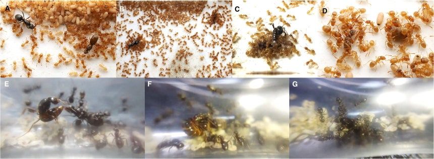 引用:Current Biology