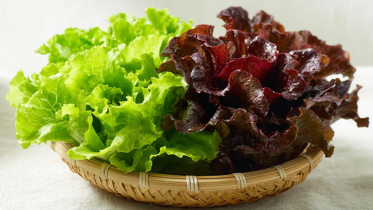 red-lettuce-benefits-2