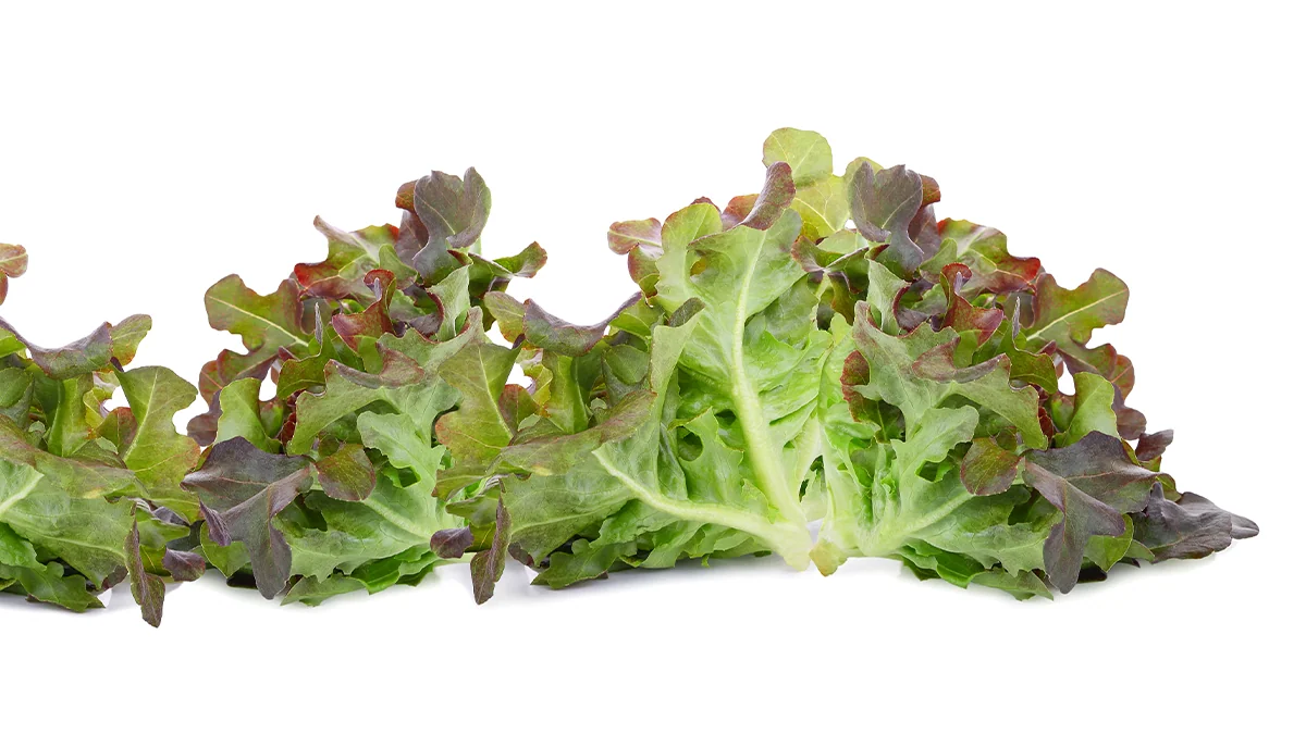red-lettuce-benefits-4