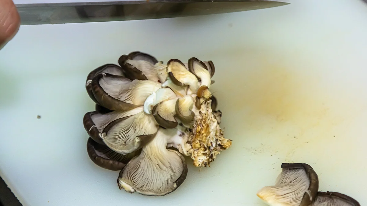 oyster-mushroom-benefits-4