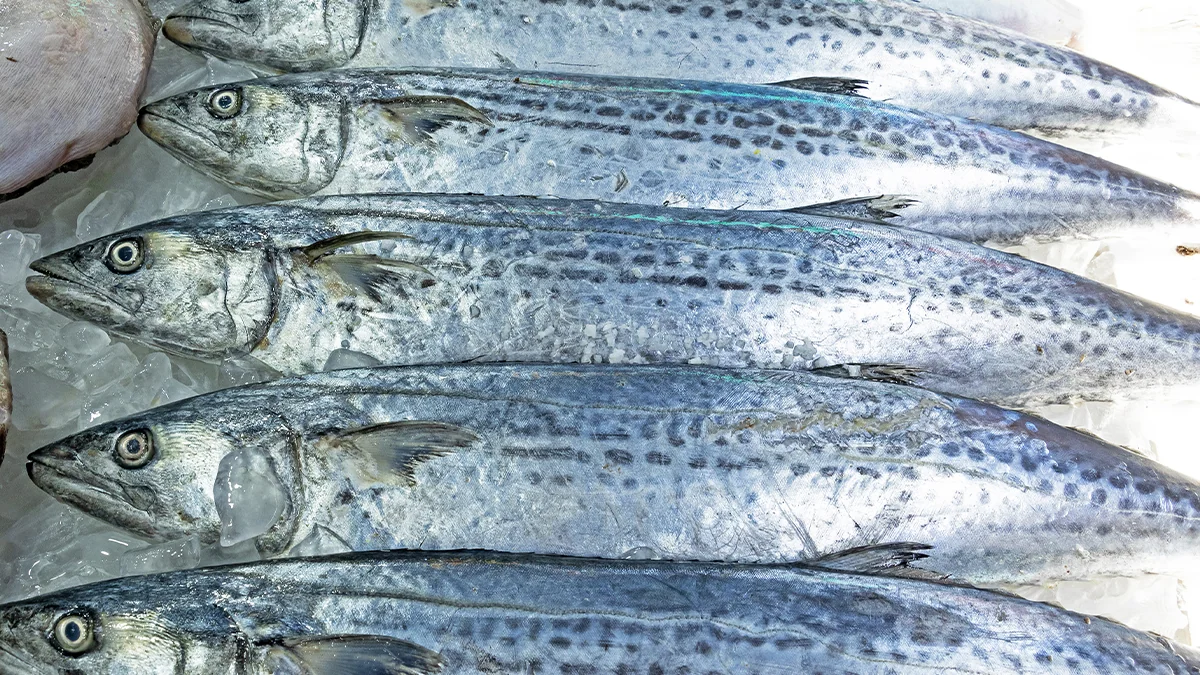 spanish-mackerel-season-3