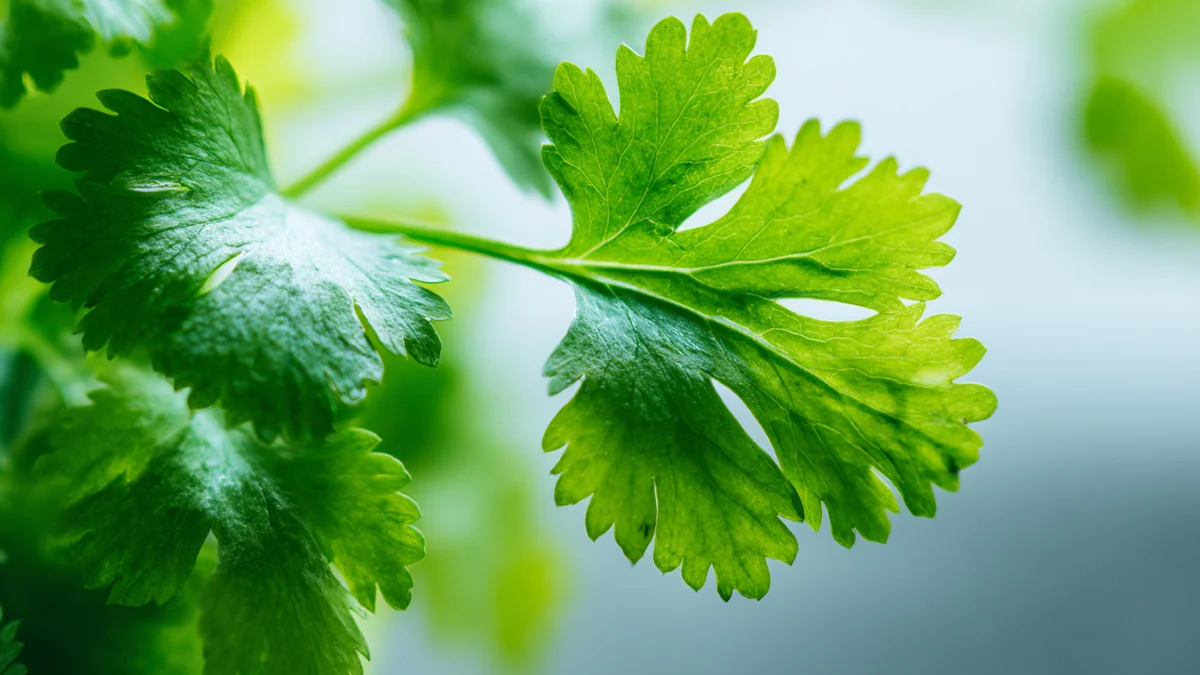 how-to-eat-perilla-leaves-1