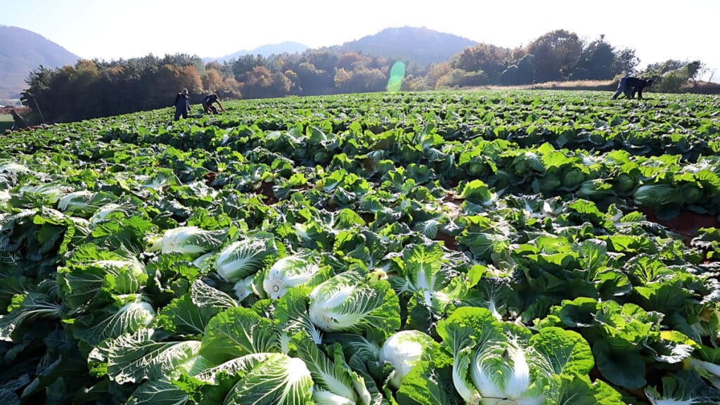 The price of lettuce tripled (5)