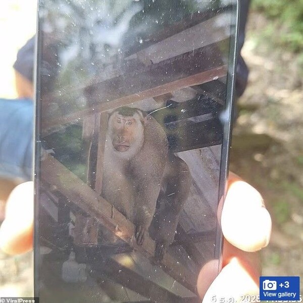 引用:ニューシス