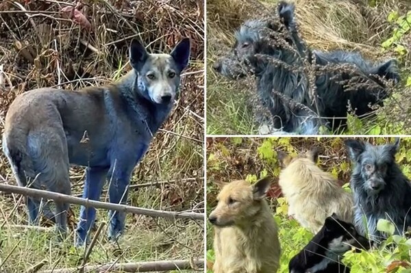  引用：ニューシス