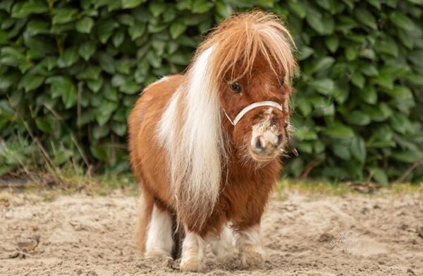 引用:ギネス・ワールド・レコーズ