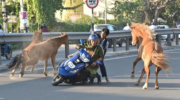 引用：ニューシス