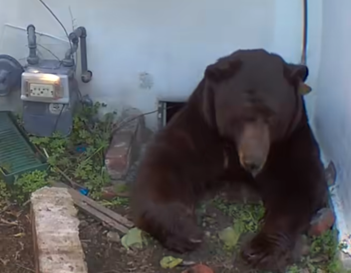 引用:ケン・ジョンソン/ニューヨーク・タイムズ