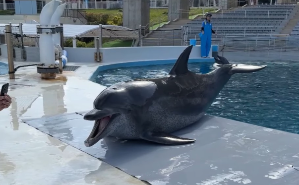  引用：美ら海水族館ホームページ