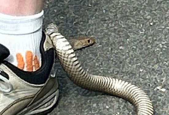  引用：Reptile Relocation Sydney