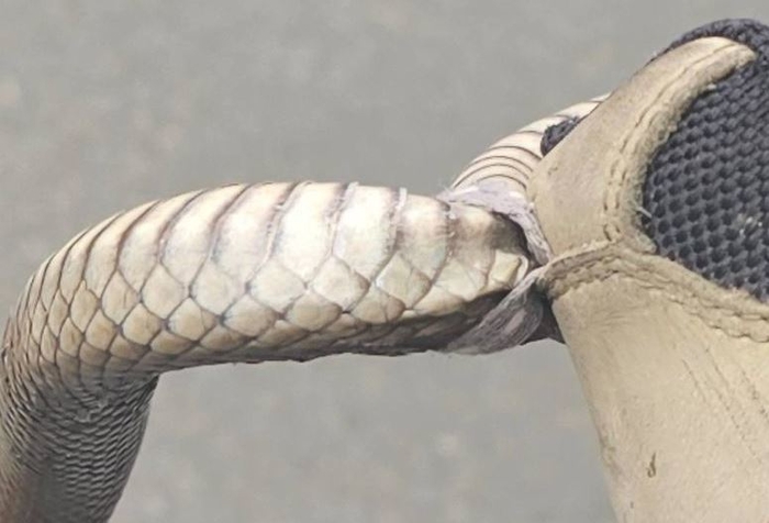 引用：Reptile Relocation Sydney