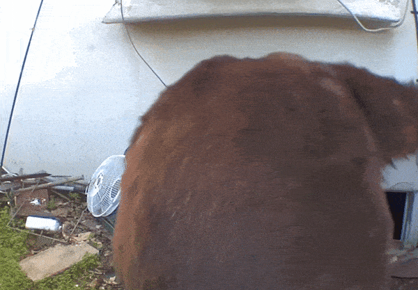 引用:ケン・ジョンソン/ニューヨーク・タイムズ