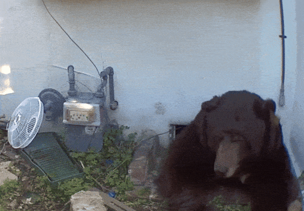 引用:ケン・ジョンソン/ニューヨーク・タイムズ