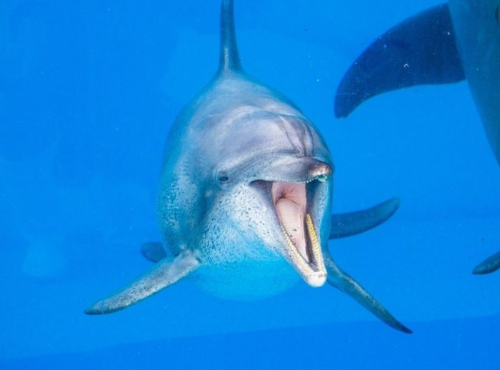 引用：美ら海水族館ホームページ