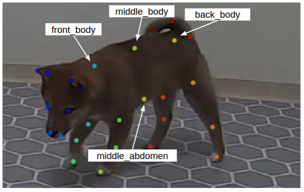 펫페오톡 도기보기. / 펫페오톡