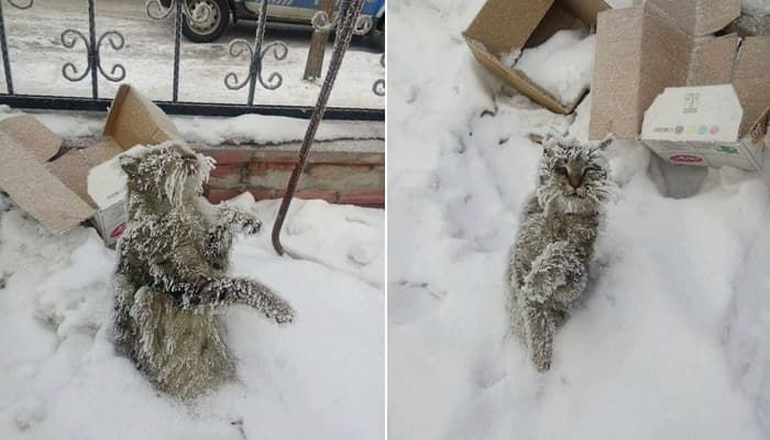 引用:アニマルプラネット