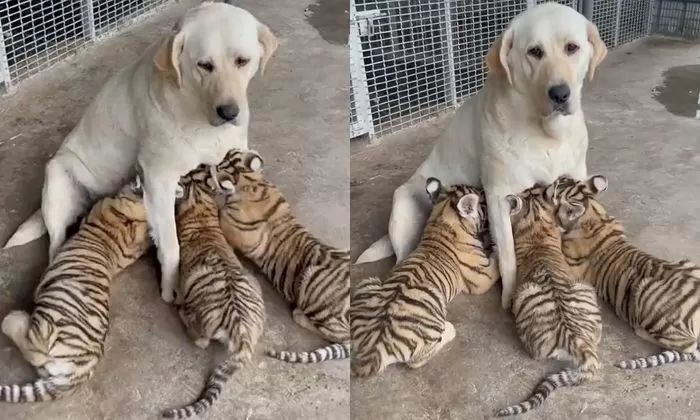 引用:アニマルプラネット