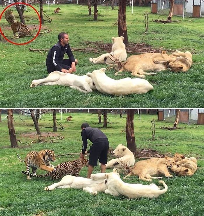 애니멀플래닛