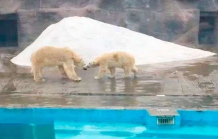 引用：animal planet