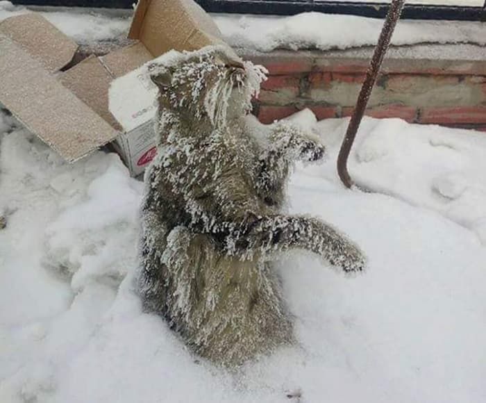 引用:アニマルプラネット