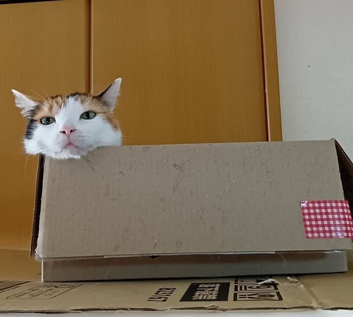 애니멀플래닛