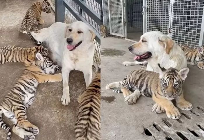 引用:アニマルプラネット