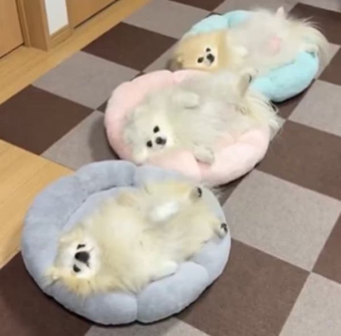 애니멀플래닛