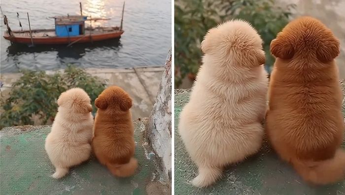 애니멀플래닛