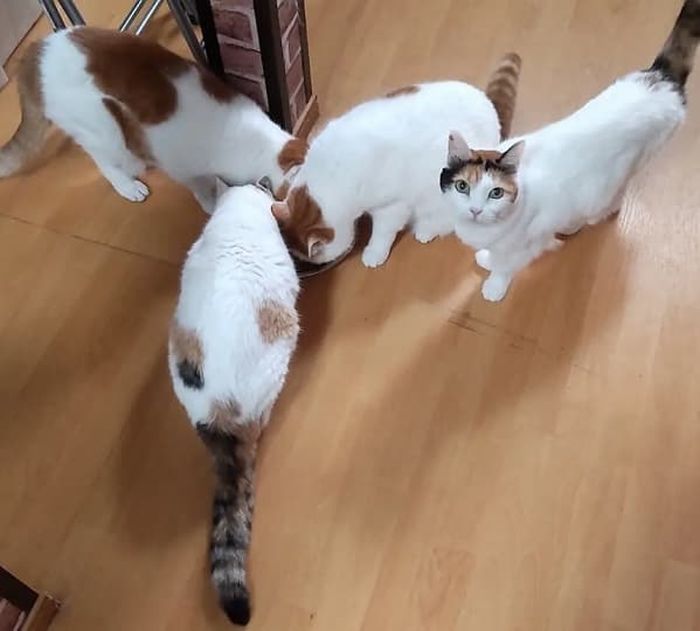 애니멀플래닛