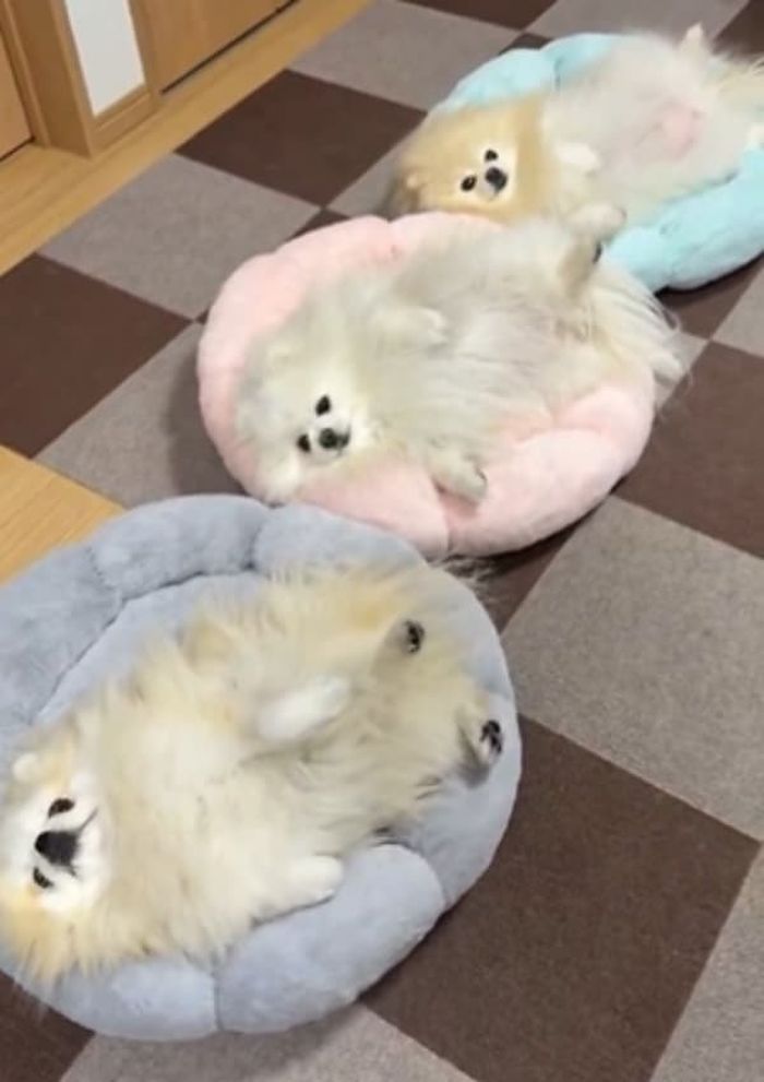 애니멀플래닛