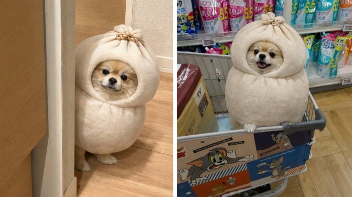 애니멀플래닛