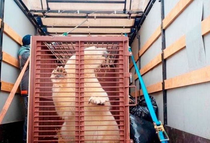 引用：animal planet