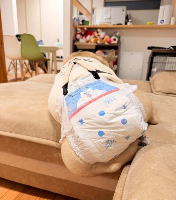 애니멀플래닛