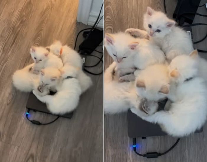 애니멀플래닛