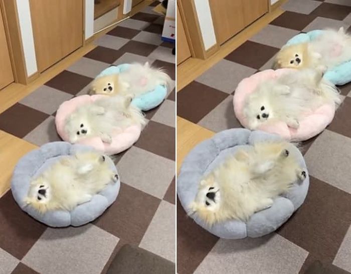 애니멀플래닛