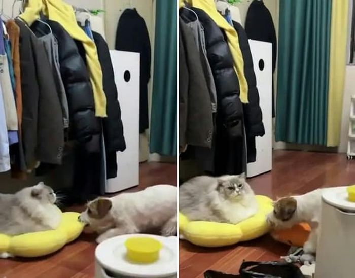 애니멀플래닛