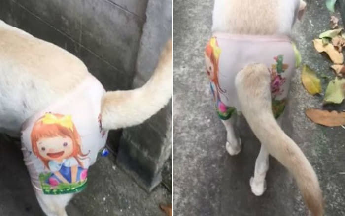 애니멀플래닛