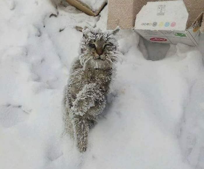 引用:アニマルプラネット