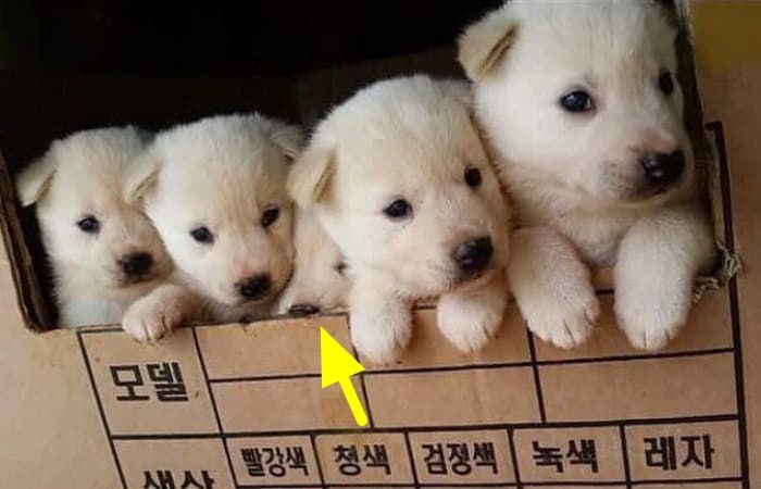 애니멀플래닛