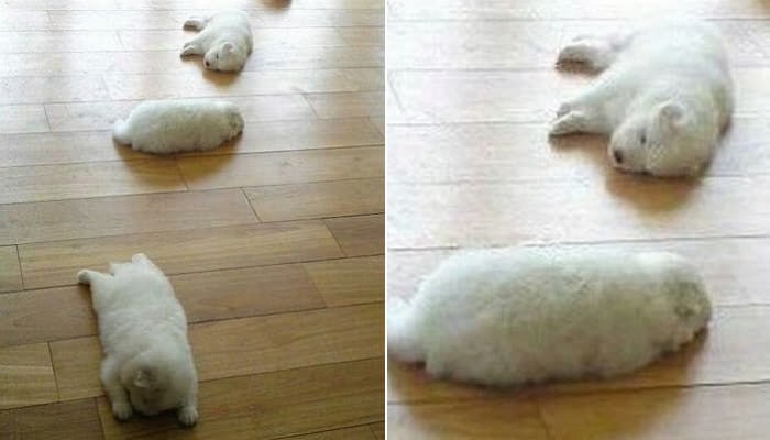 애니멀플래닛