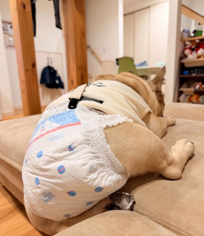애니멀플래닛