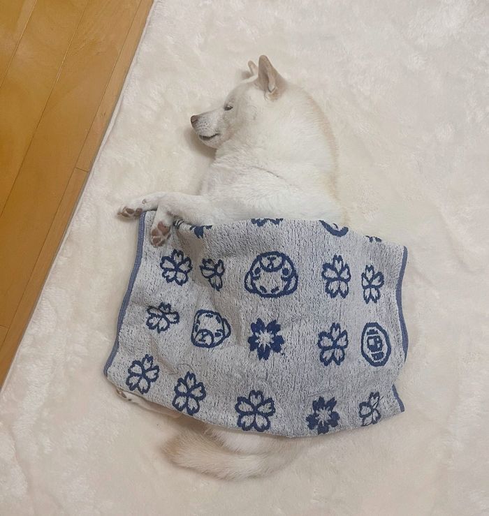 애니멀플래닛